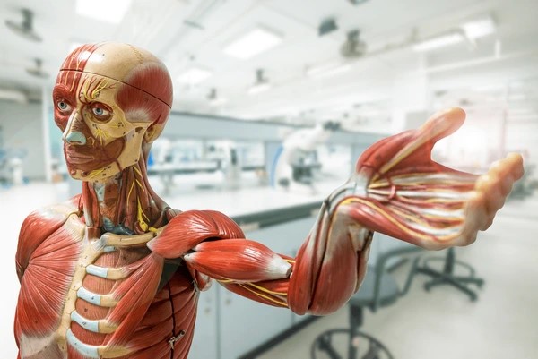 An anatomical model displaying the muscles of the upper body.